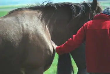 Développement personnel par le cheval