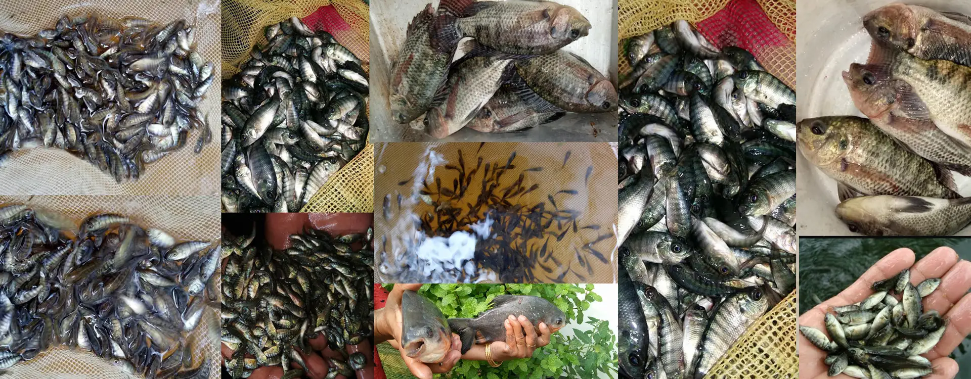 Bethel fish farm and Aquaponics solutions
