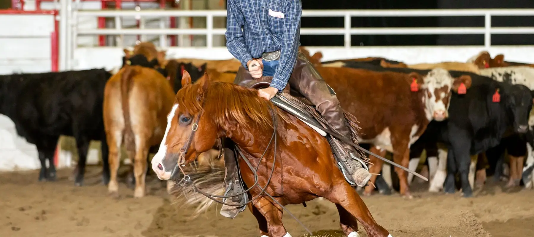 Darroch Performance Horses