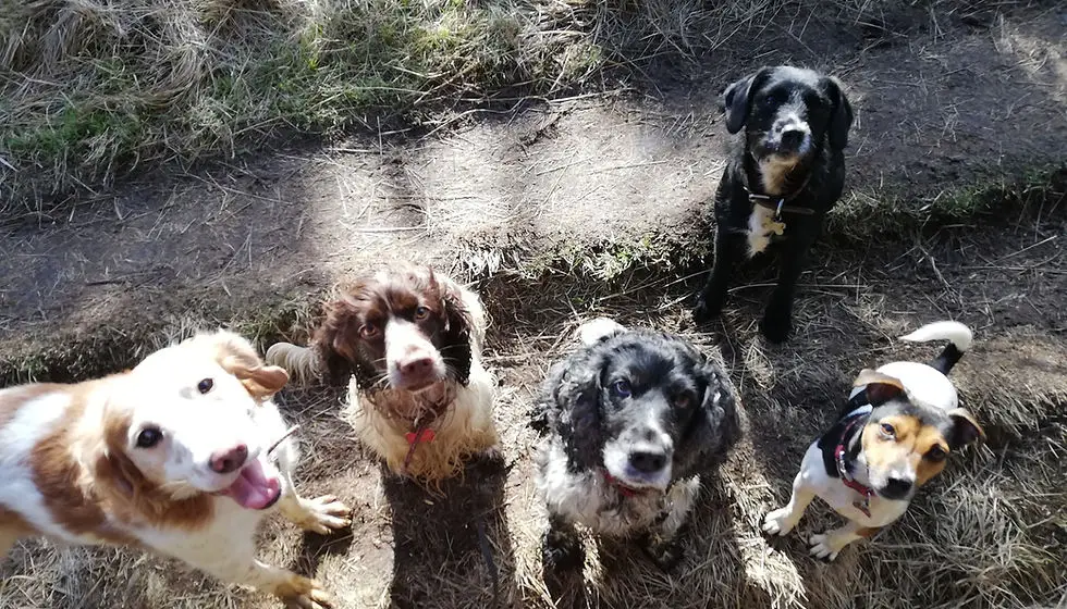 Woofs and Hoofs