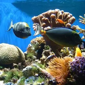 Northumbria Scuba Divers