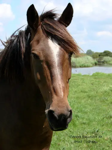 Centre Equestre Pontchateau