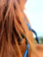 Nitro Equine