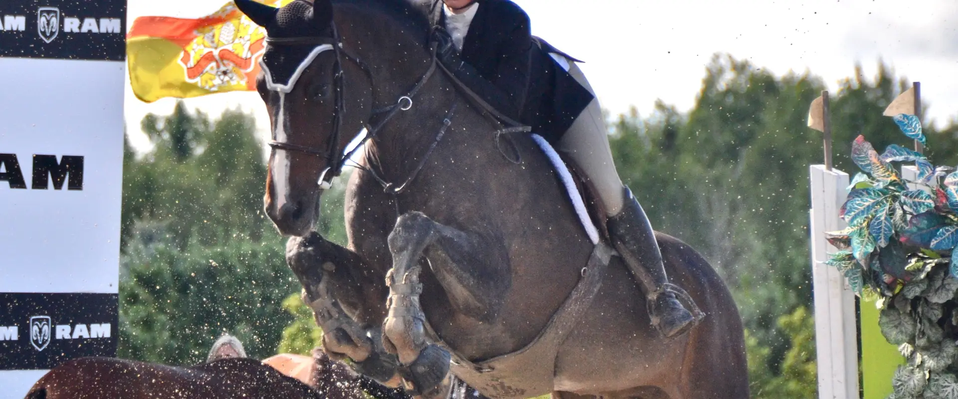 Vector Equestrian