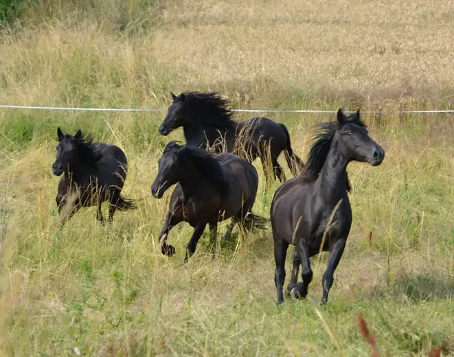 Merens du Peyral