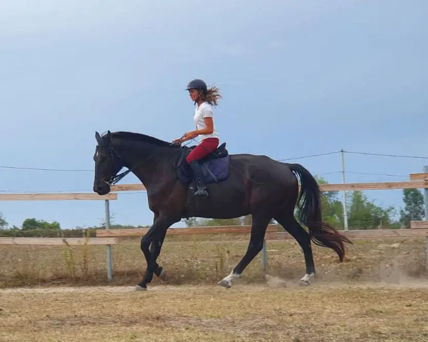 Of Horses And Words Mélanie Courtois