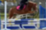 Sarl De La Ferme Equestre Du Piroue