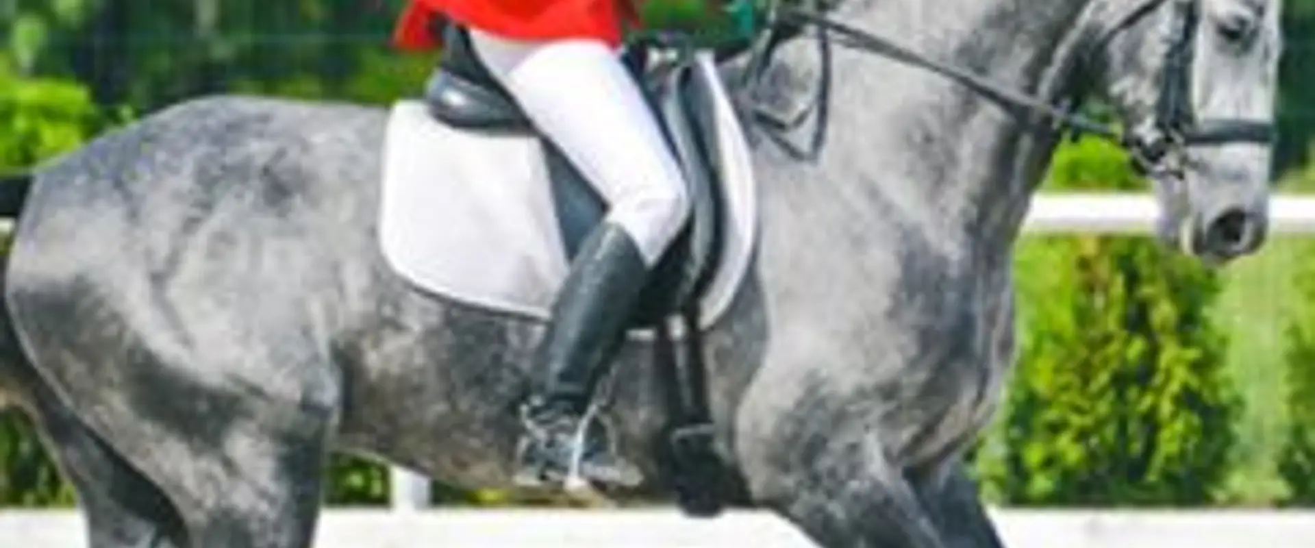 Stud Du Grand Clos