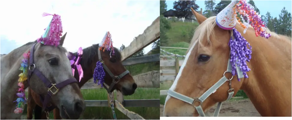 Willow Grove Riding School