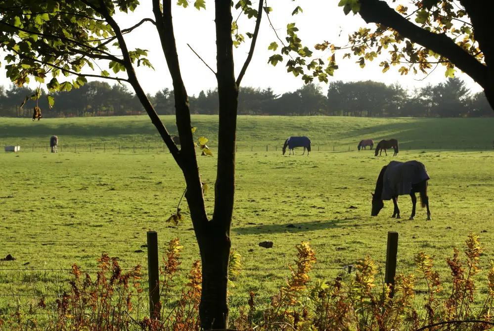 Ladymire Equestrian Centre