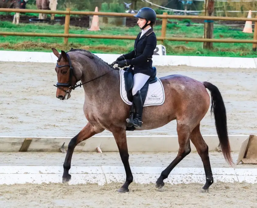 Regional Committee Equestrian De Bretagne