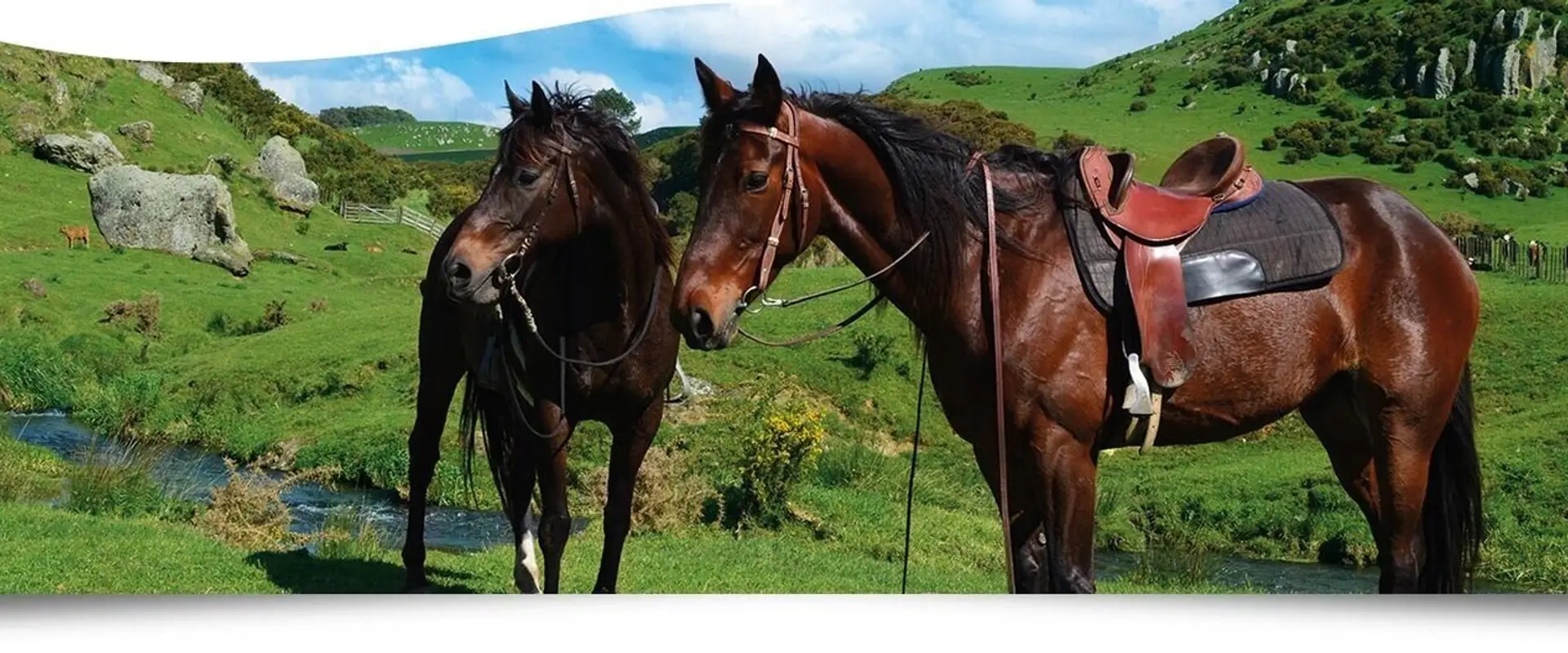 STONE HILL horse trek