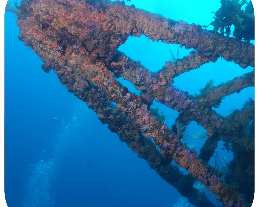 Paihia Dive