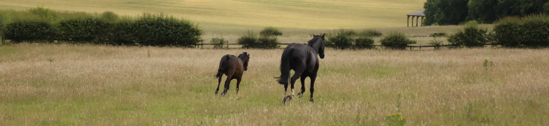 White Lane Farm Riding School
