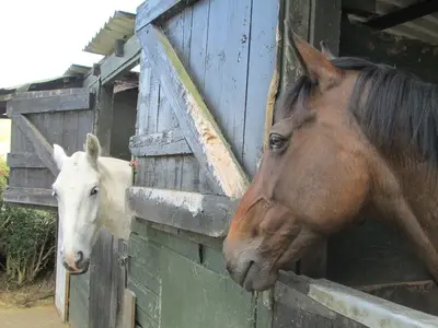 Hilltop Riding School