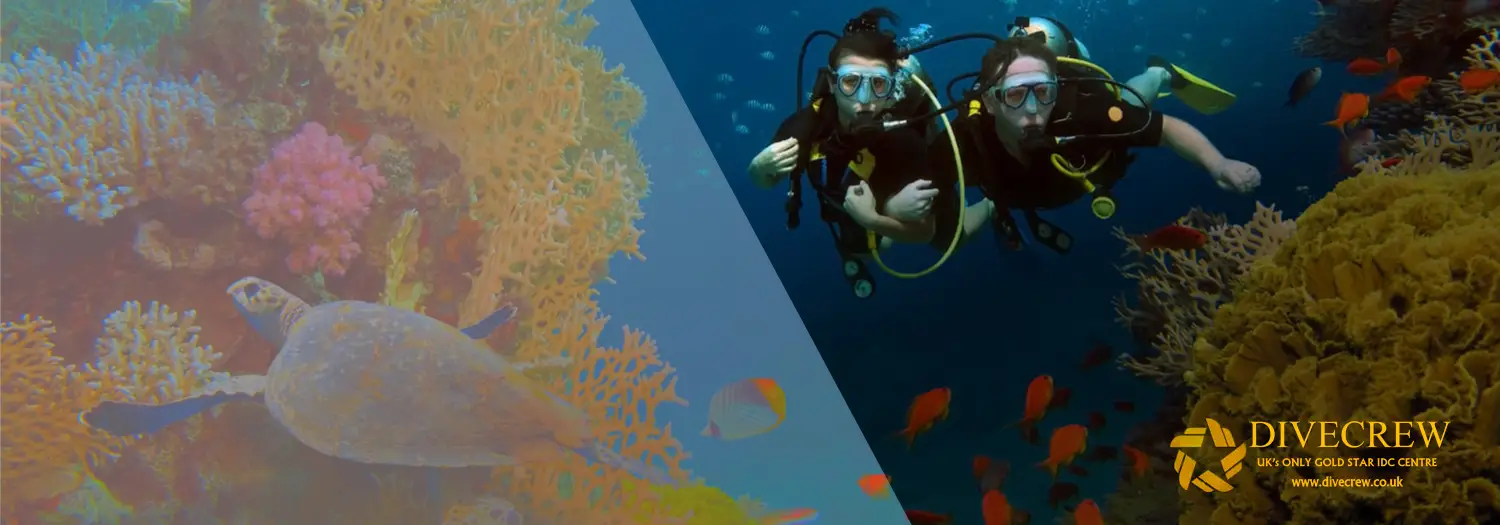 Divecrew