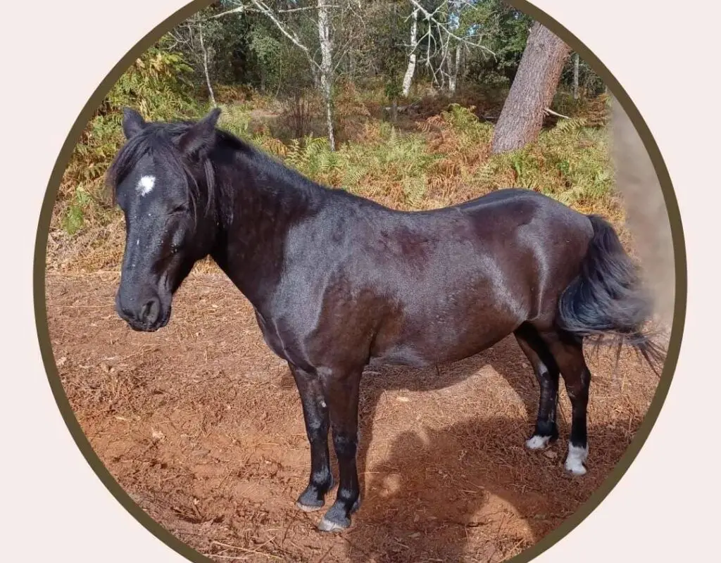L'equit De Lulu