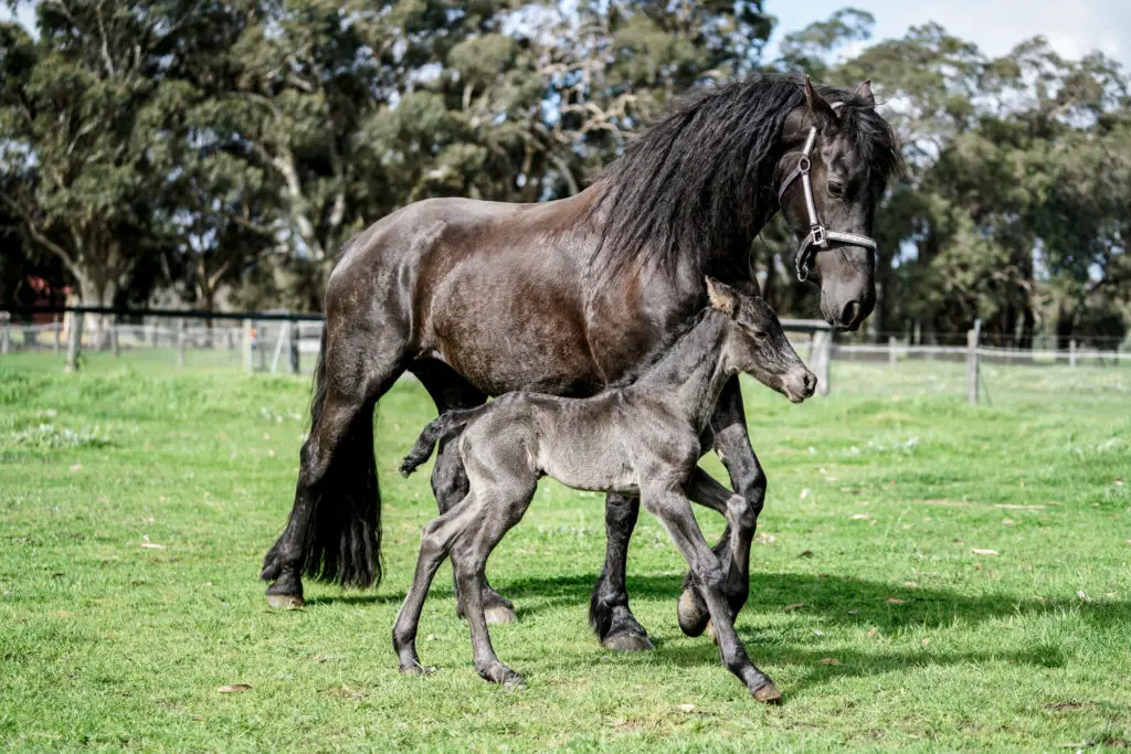 Kendall Park Friesians