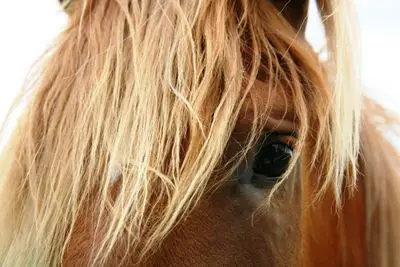Orchard Farm Riding Centre