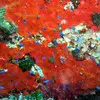 Poseidon Diving & Snorkeling in Nice