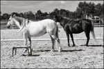 PONEY 2000