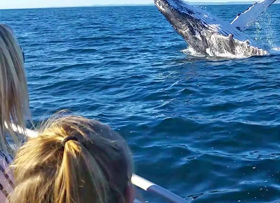 Batavia Sea Safaris