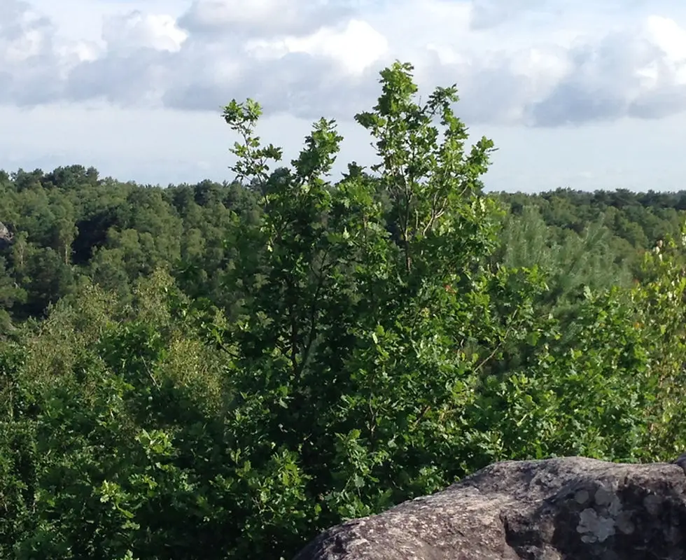 Climbfontainebleau