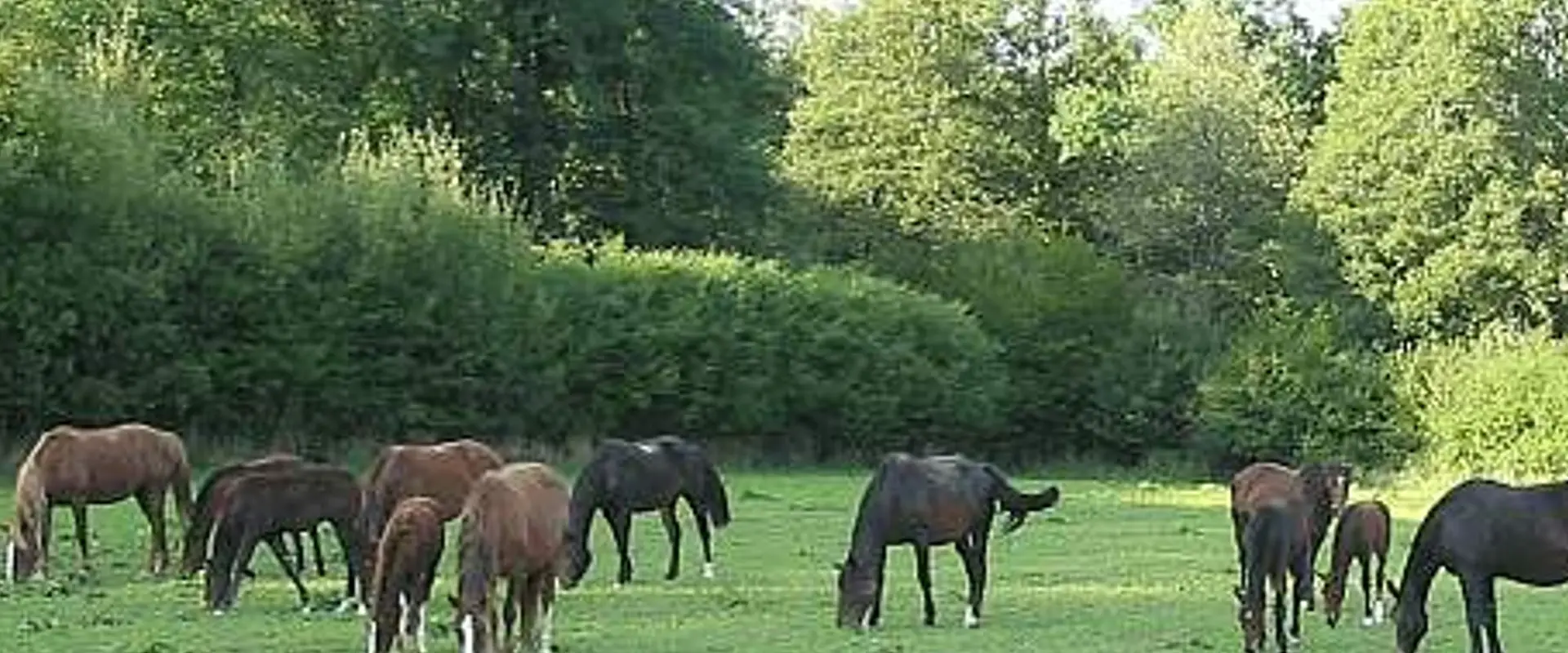 Elevage de chevaux de Montflix
