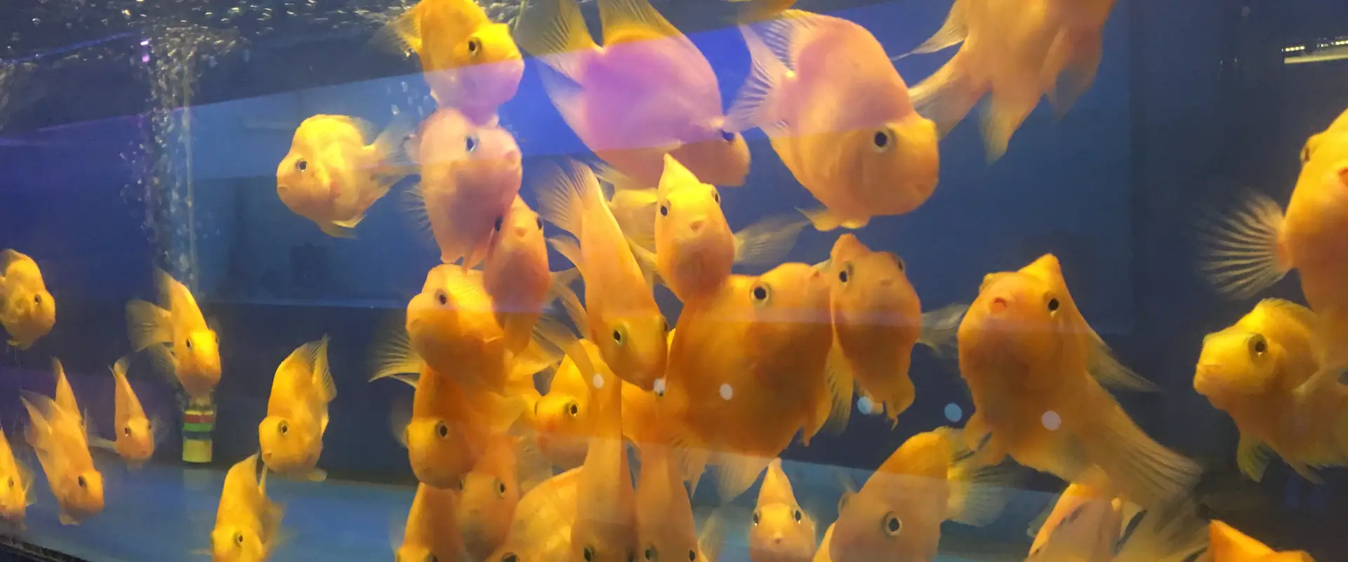 Rainbow Aquarium