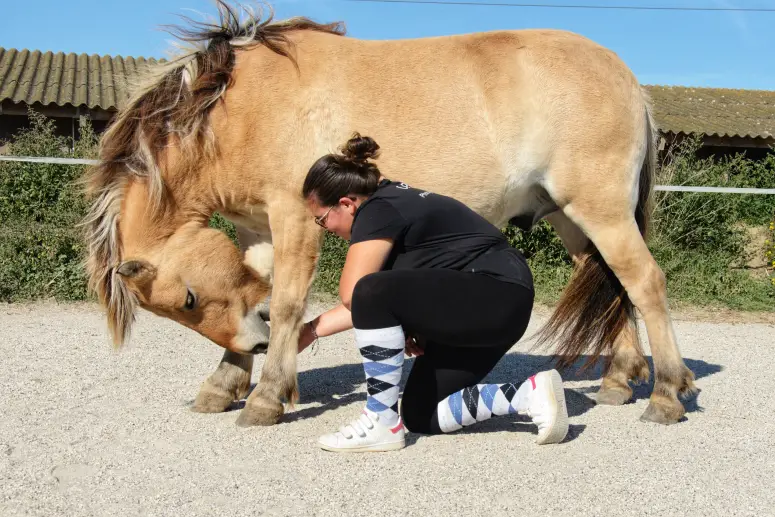 Equi-Libre