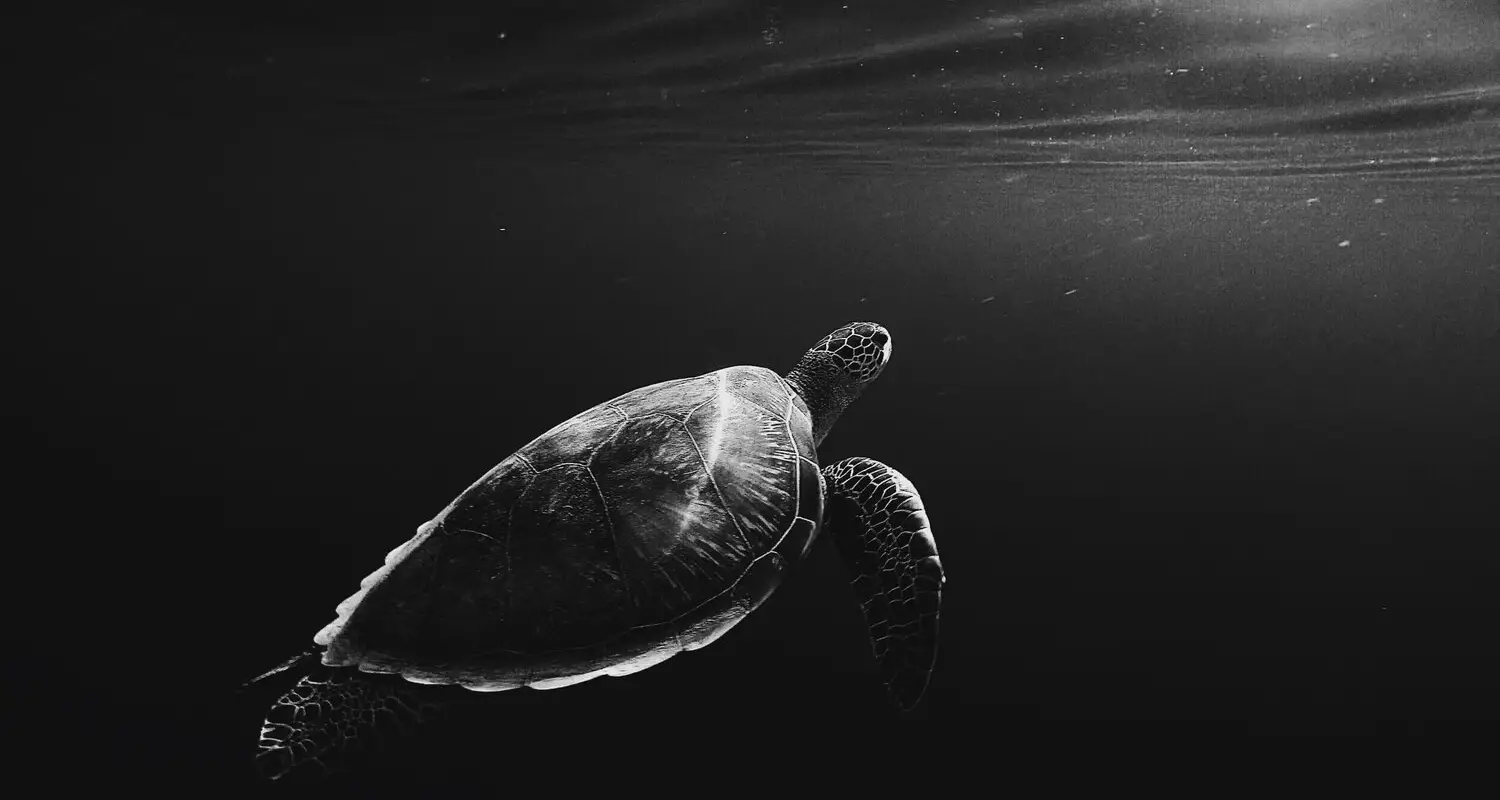 Cabinet Investisseur Tortue