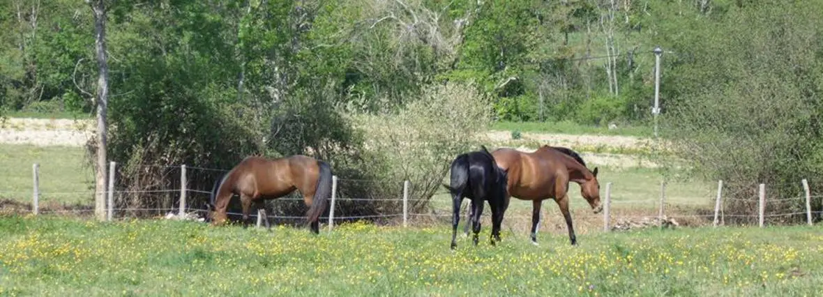 Farandole Equestre