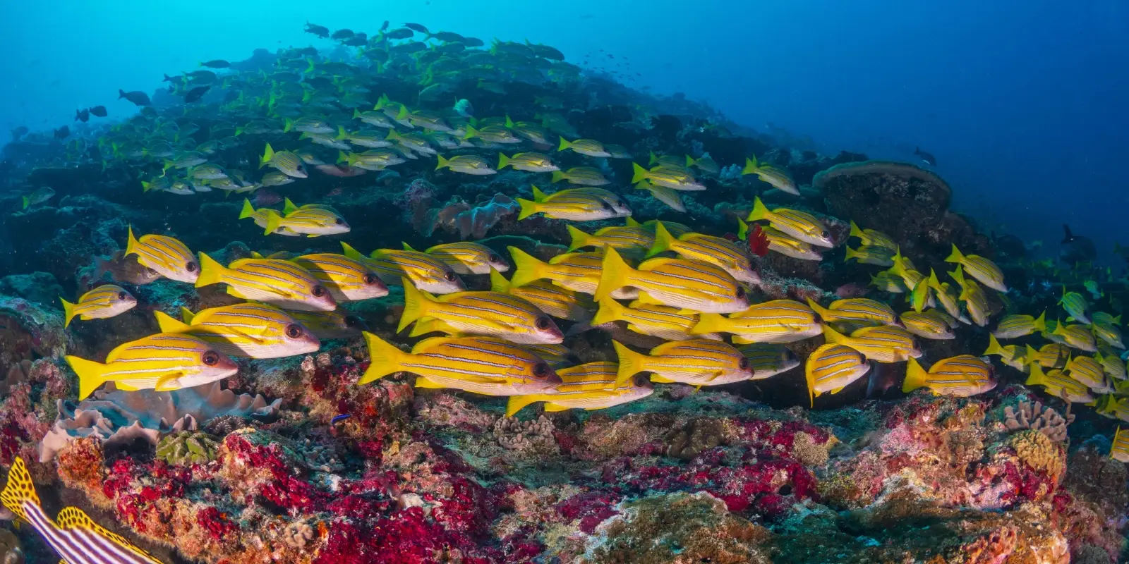 Scuba School Ltd
