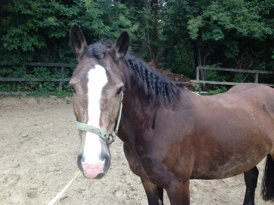 Trudder Stud Riding School