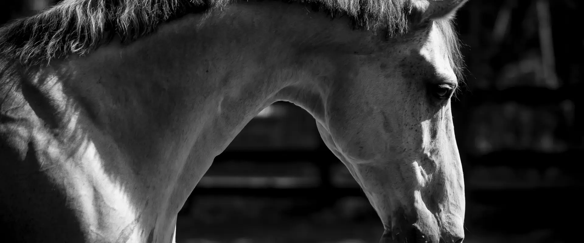 MASSA Horses