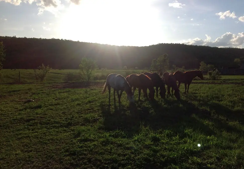Ranch 3H
