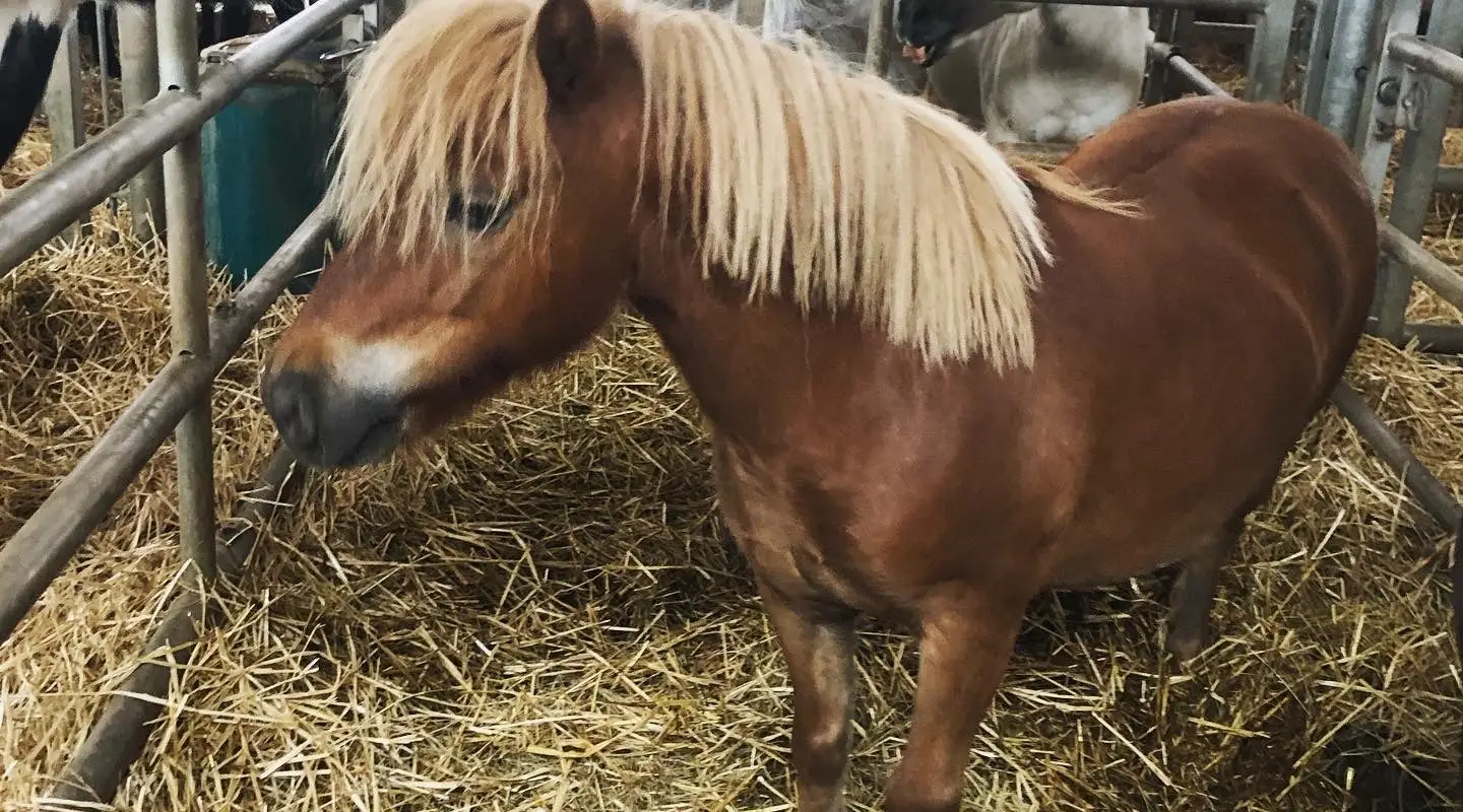 Company D'equitation De Vernouillet