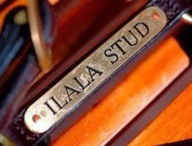 Ilala Stud