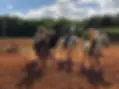 Ferme Equestre Et Poney Club De La Foret