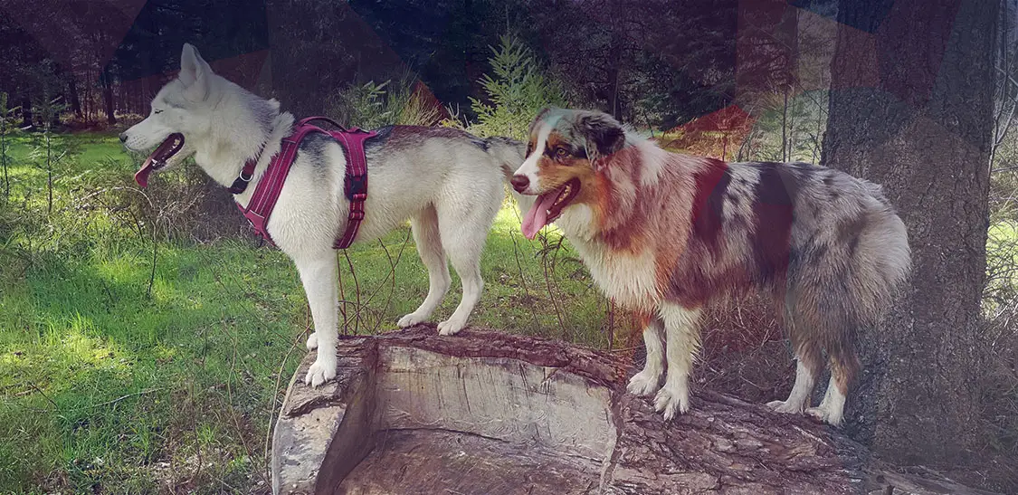La Vallée des Lys - Éducateur canin