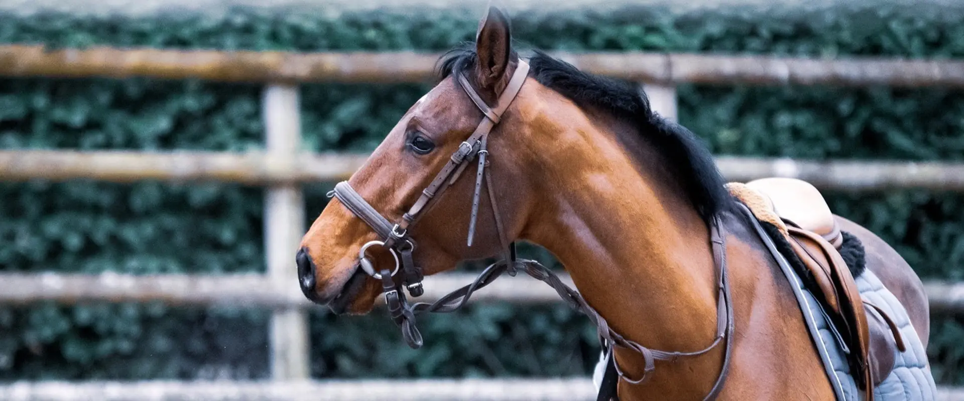 Barnfields Riding Stables
