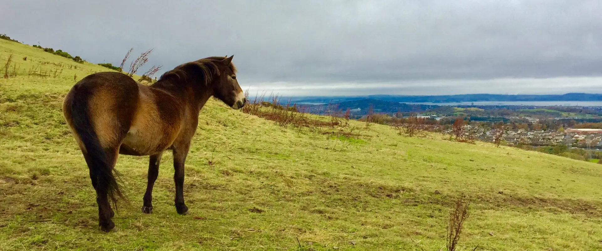 Edinburgh University Exmoor Pony Trekking