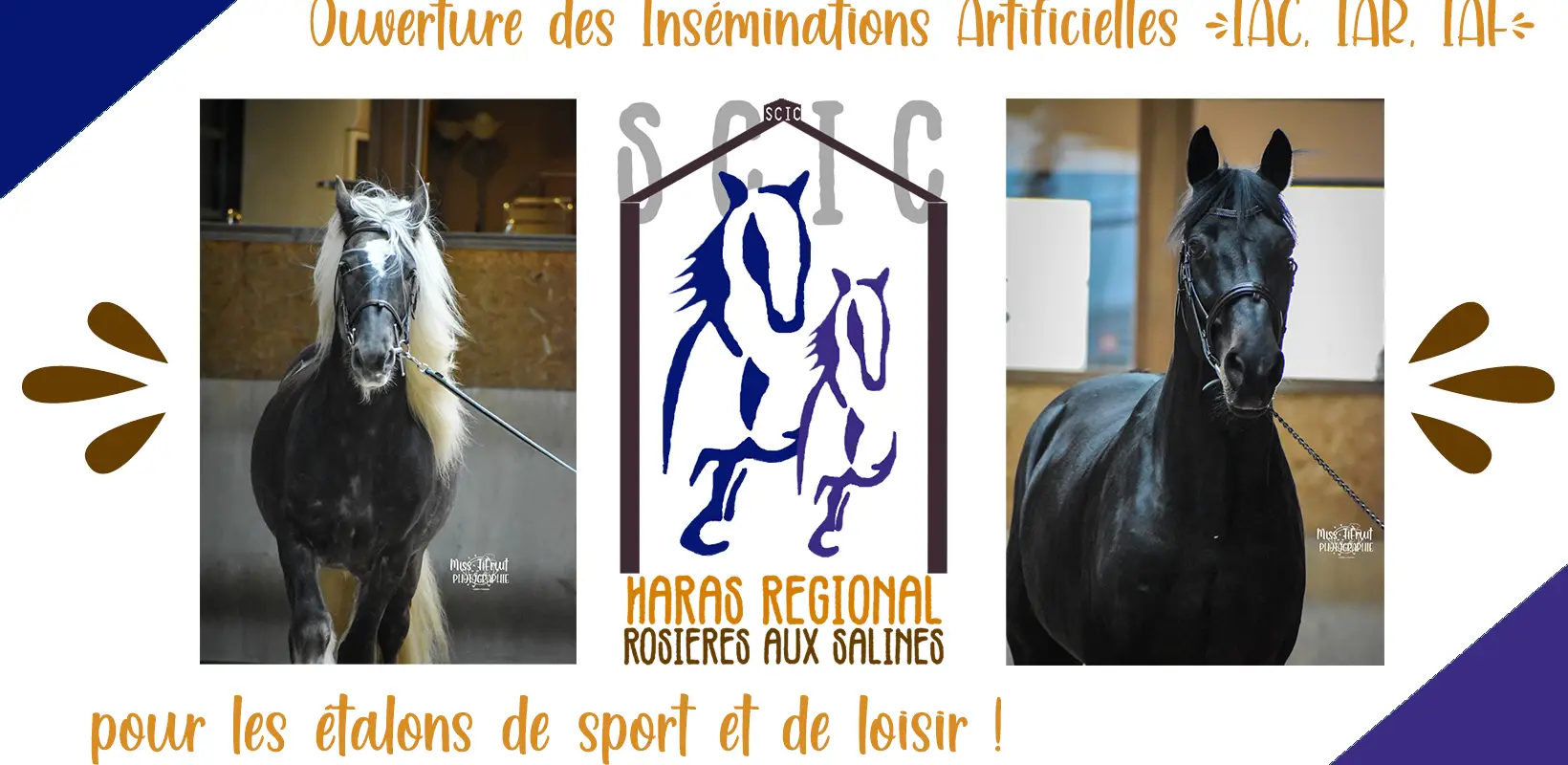 Stud Regional De Rosières Aux Salines