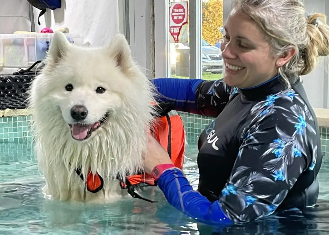 The Small Animal Clinic Canine Hydrotherapy and Animal Massage