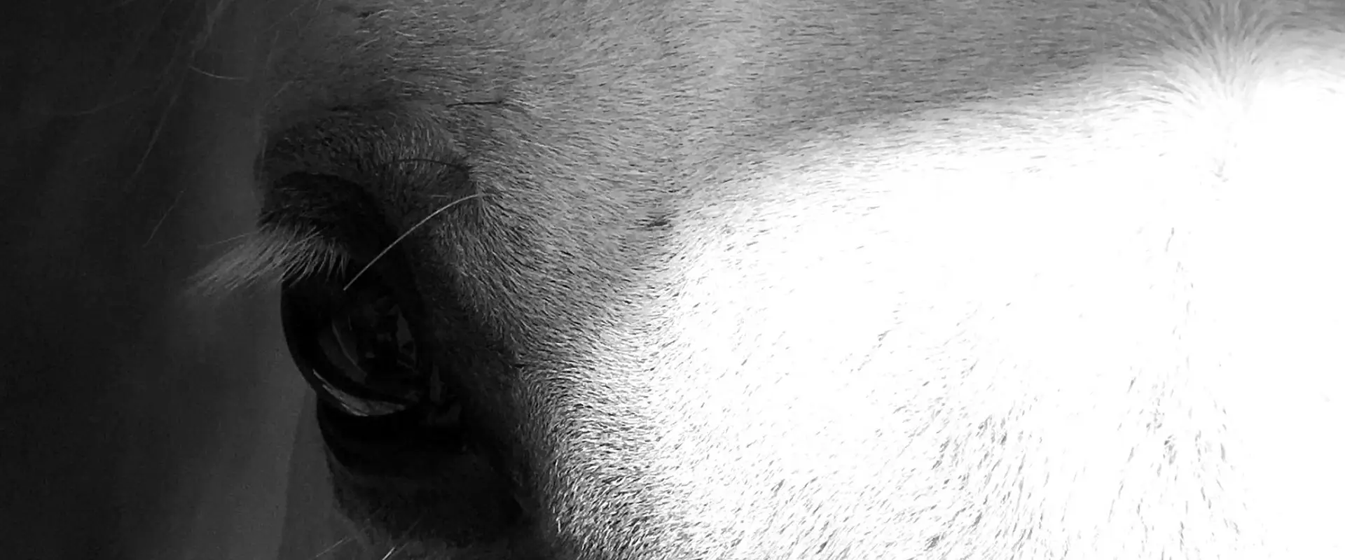 Le Cheval Avec Vous