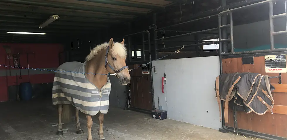 Pony Club De La Renaissance