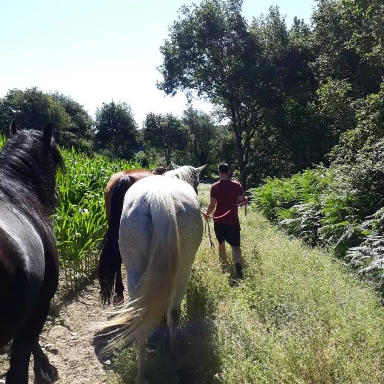 Le Manège De Regalis