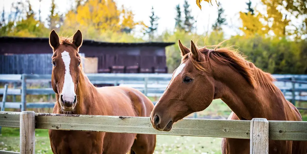Country Hills Horse Boarding and Equestrian