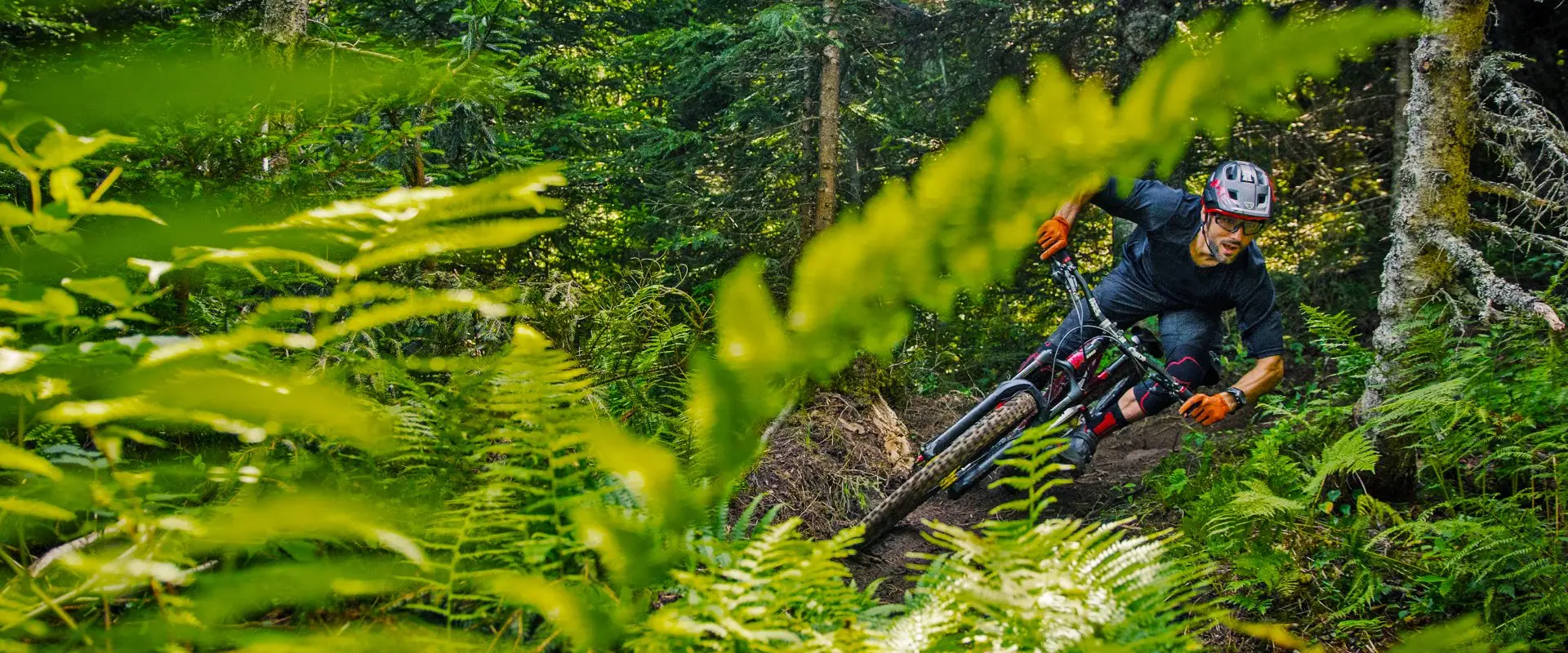 North Shore MTB Wood Park