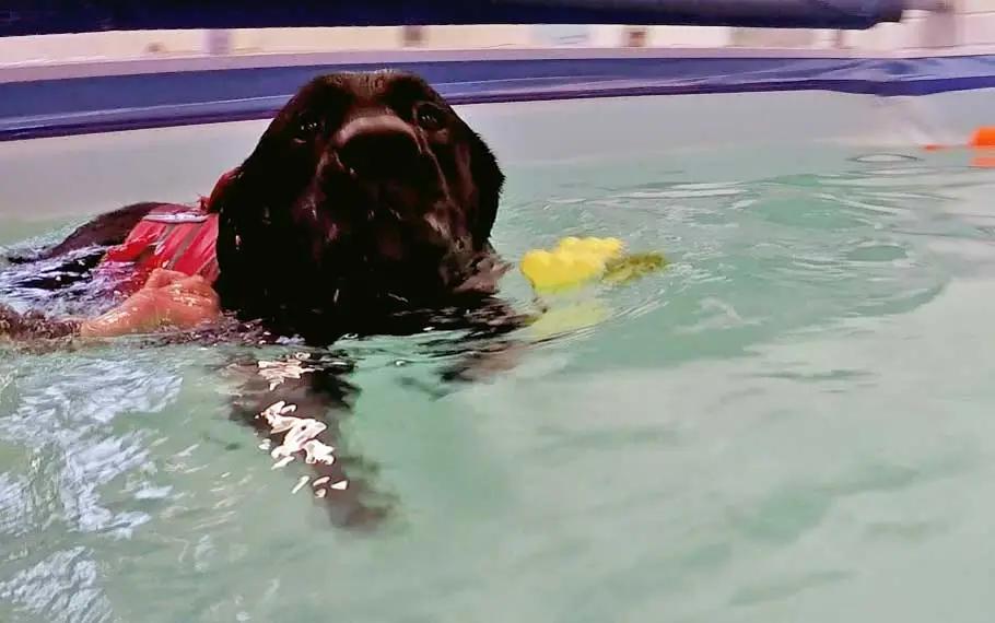 West Wales Canine Hydrotherapy